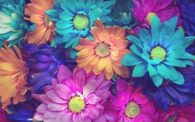 Flowers Colorful Petals