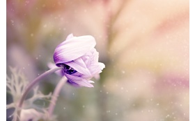 Anemone Flower Violet White Blossom