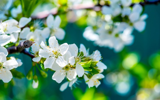 Apple Flowers (click to view) HD Wallpaper