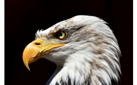Bald Eagle Adler 5k