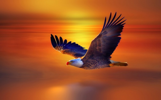 Bald Eagle (click to view) HD Wallpaper
