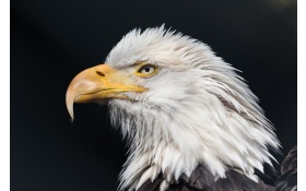 Bald Eagle Wild