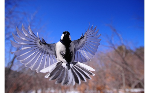 Bird Flapping Wings (click to view) HD Wallpaper