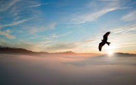 Bird Flying Over Clouds 4k