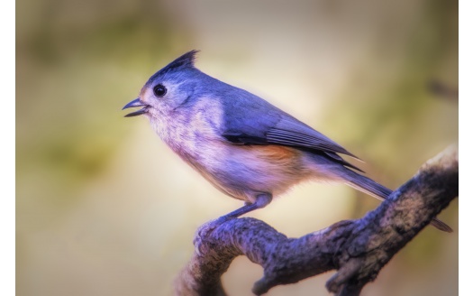 Black Crested Titmouse (click to view) HD Wallpaper