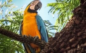 Blue And Yellow Macaw 4k