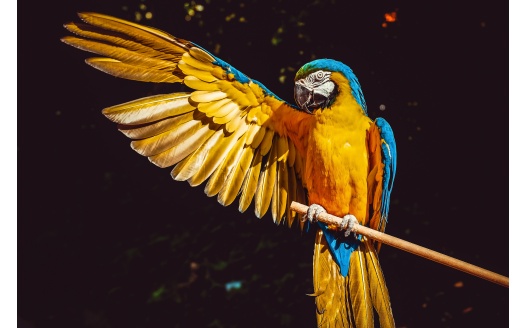 Blue And Yellow Macaw 5k (click to view) HD Wallpaper