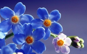 Blue Beautiful Flowers