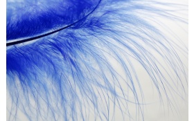 Blue Feather Spring Texture Trend