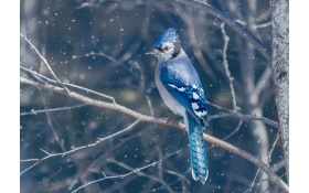 Blue Jay Bird 4k