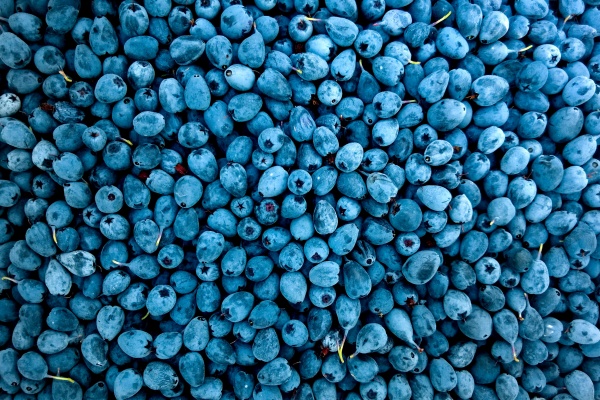 Blueberries (click to view) HD Wallpaper