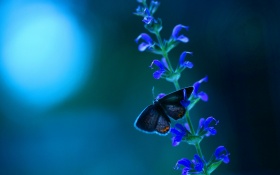 Butterfly Blue Flowers