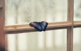 Butterfly Sitting Window 5k