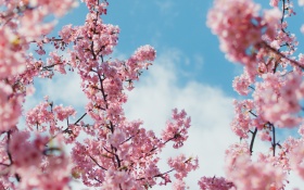 Cherry Blossom Plant 4k