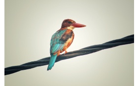 Colorful Avian Bird Side View