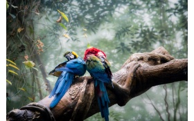 Colorful Parrots Couple