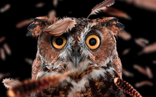 Curious Owl (click to view) HD Wallpaper