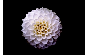Dahlia Floral Flower 5k