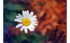 Daisy Flower Petals Close Up
