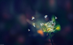Dandelion Flies Flowers