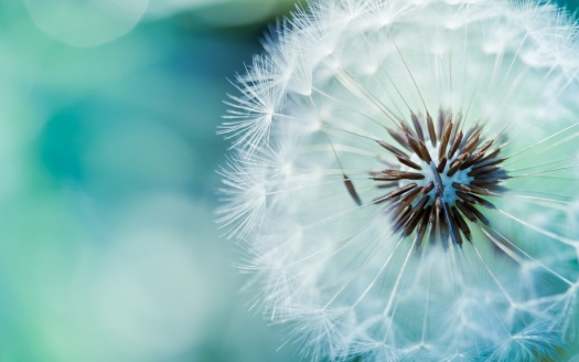 Dandelion Flowers (click to view) HD Wallpaper
