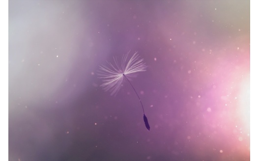 Dandelion Umbrell Flying (click to view) HD Wallpaper