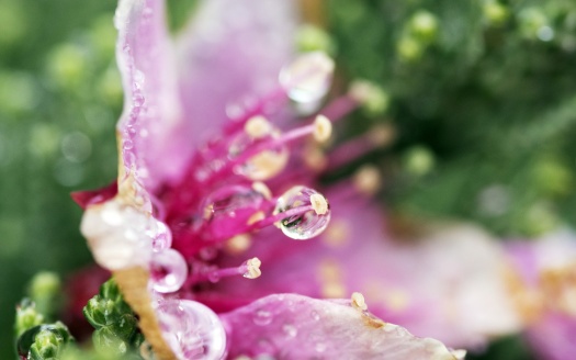 Droplets Flower (click to view) HD Wallpaper