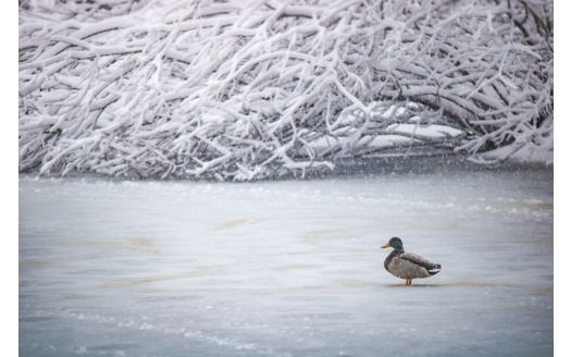 Duck In Winter 5k (click to view) HD Wallpaper