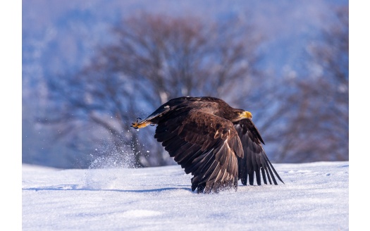 Eagle In Snow 4k (click to view) HD Wallpaper