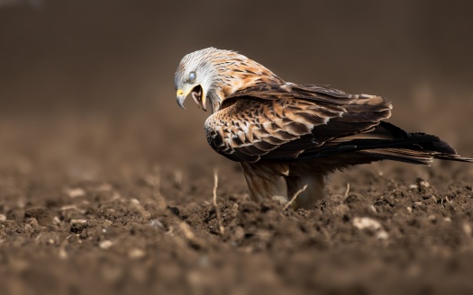 Eagle Swallow A Worm 4k (click to view) HD Wallpaper