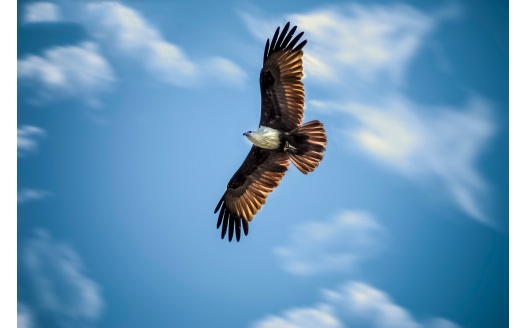 Eagle (click to view) HD Wallpaper