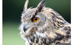 Eurasian Owl