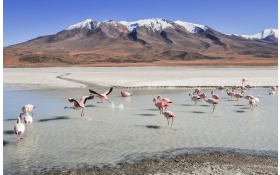 Flamingo Birds 5k