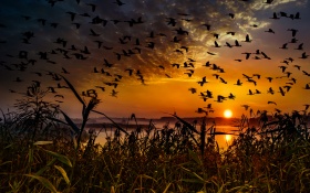 Flock Of Birds Flying At Dawn Time