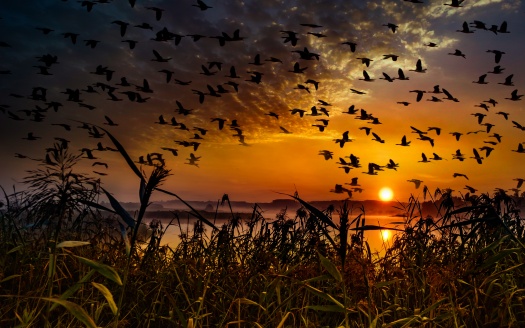 Flock Of Birds Flying At Dawn Time (click to view) HD Wallpaper