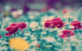 Flower Blur