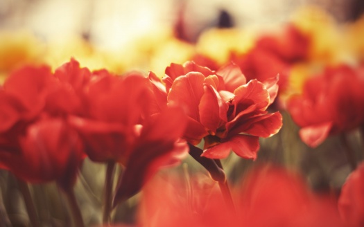 Flowers Macro (click to view) HD Wallpaper