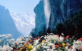 Flowers Mountains Cliff