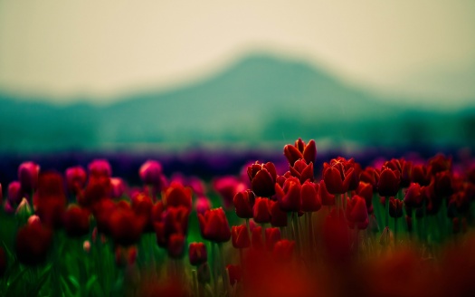 Flowers With Red Buds (click to view) HD Wallpaper