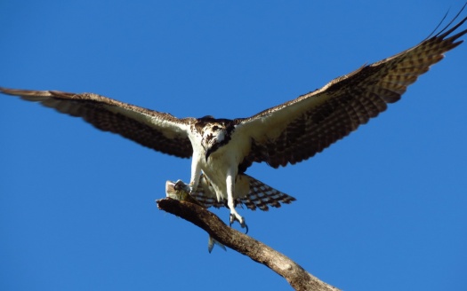 Hawk Bird Predator (click to view) HD Wallpaper