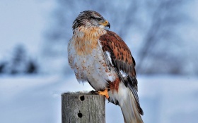 Hawk In Snow 4k