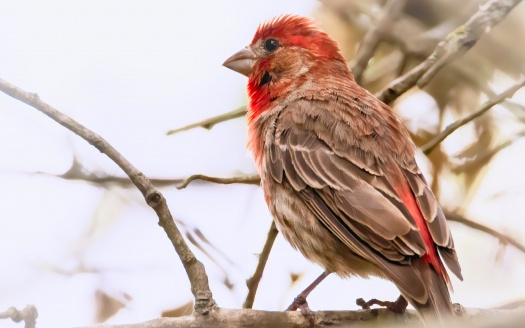 House Finch (click to view) HD Wallpaper