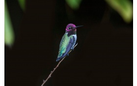Hummingbird Close Up 4k