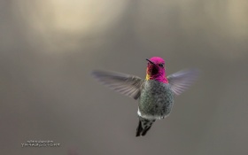 Hummingbird Desktop