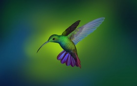 Hummingbird Hd