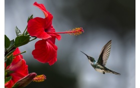 Hummingbird Macro