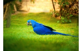 Macaw Bird 4k