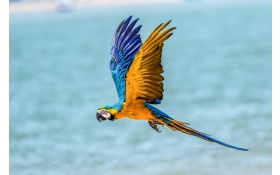 Macaw Bird 5k