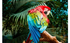 Macaw Colorful Bird 4k