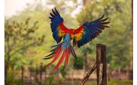 Macaw Flight Feathers